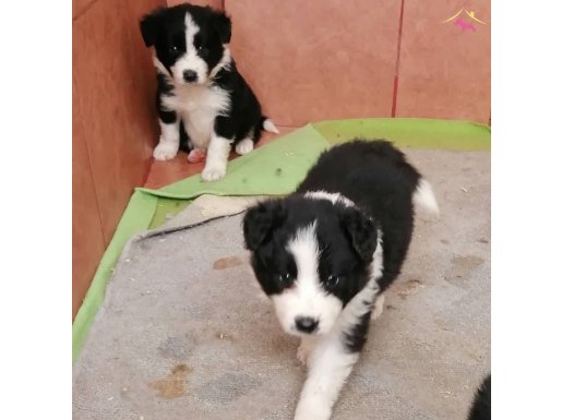 orjinal ırk garantili border collie yavruları