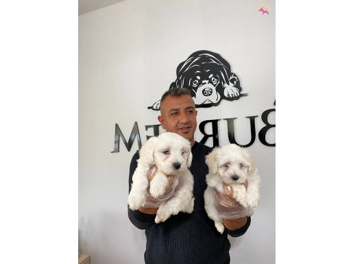 KARBEYAZ MALTESE TERRIER YAVRULARIMIZ