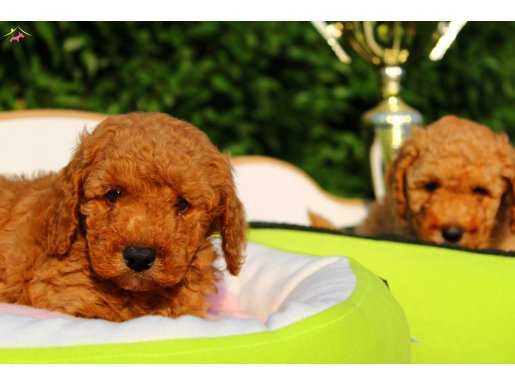 Safkan Orjinal Toy Poodle yavrularımız