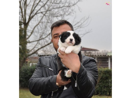 ruhsatlı köpek çiftliginden border collie yavruları