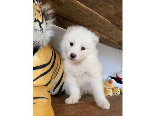 Kar beyaz Burkem den samoyed yavrular