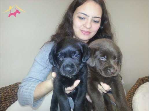 safkan labrador yavruları burkemden