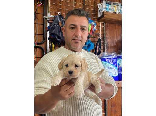 Irkının en güzelleri maltipoo yavrularımız