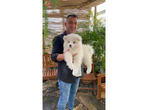 Orjinal ırk garantili samoyed yavruları burkemden