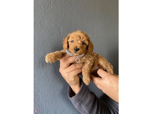 Mükemmel kalitede toy Poodle yavrularımız