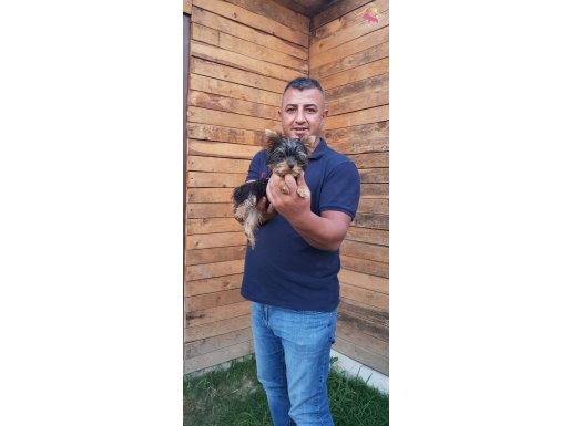 tea cup yorkshire terrier yavruları burkemden