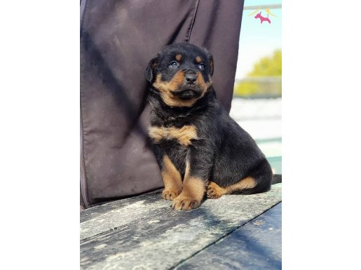 saf-kan orjinal rottweiller yavrularımız burkemden
