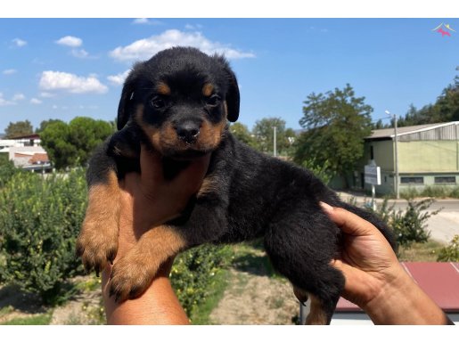 Koca kafa Rottweiler yavrularımız burkemden 
