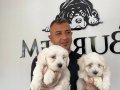 KARBEYAZ MALTESE TERRIER YAVRULARIMIZ