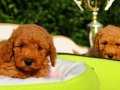 Safkan Orjinal Toy Poodle yavrularımız