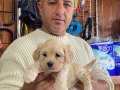 Irkının en güzelleri maltipoo yavrularımız