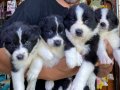 Orjinal ırk garantili border Collie yavruları burkemden