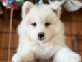 BEYAZ KRAL SAMOYED