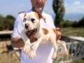 Dünyanın en güçlü köpeği Amerikan buldog
