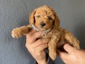 Mükemmel kalitede toy Poodle yavrularımız