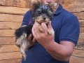tea cup yorkshire terrier yavruları burkemden