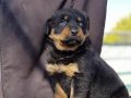 saf-kan orjinal rottweiller yavrularımız burkemden