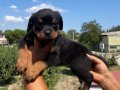 Koca kafa Rottweiler yavrularımız burkemden 