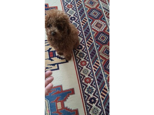 EN KÜÇÜK BOY EĞİTİMLİ POODLE