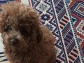 EN KÜÇÜK BOY EĞİTİMLİ POODLE