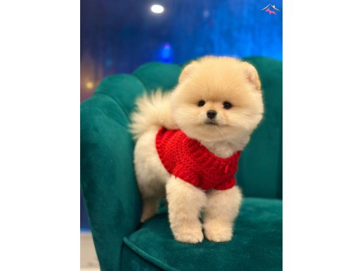 Show Kalitesinde Mini Peluş Pomeranian Yavruları