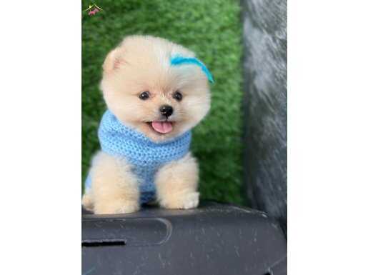 Kucak Delisi, Sevgi Dolu Pomeranian Yavrusu 
