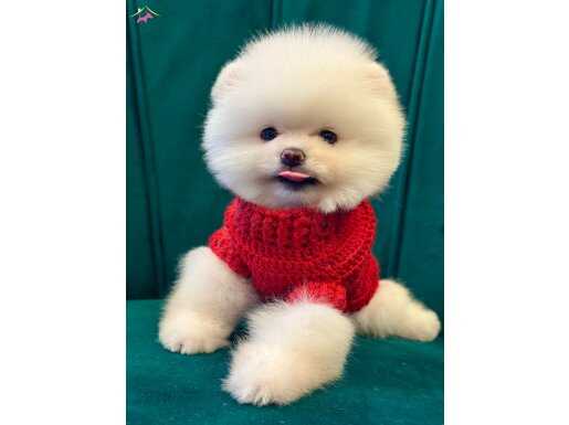 Kaliteli Pomeranian yavrularımız