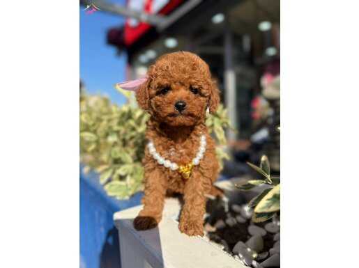 MİNİK POODLE YAVRULAR 