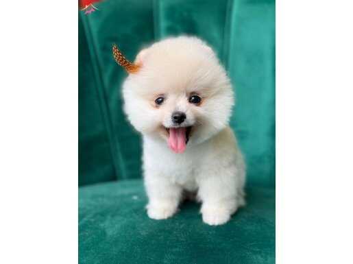 ORİJİNAL TEDDY FACE YAVRULAR 