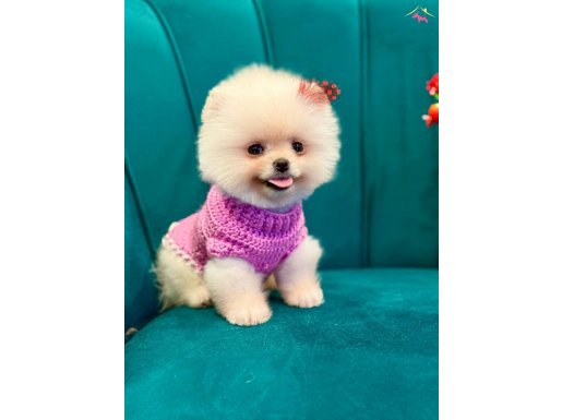 TEDDY POMERANIAN YAVRULAR 