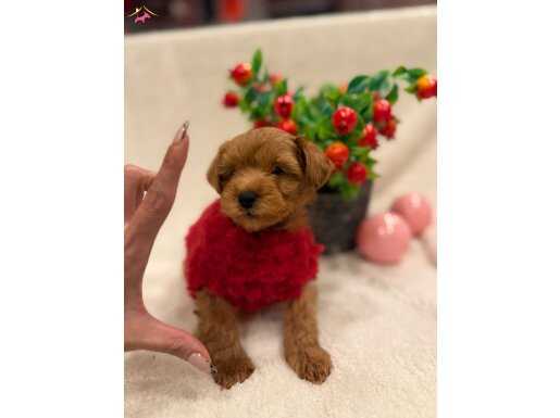 MİNNAK MALTİPOO BEBEKLERİM