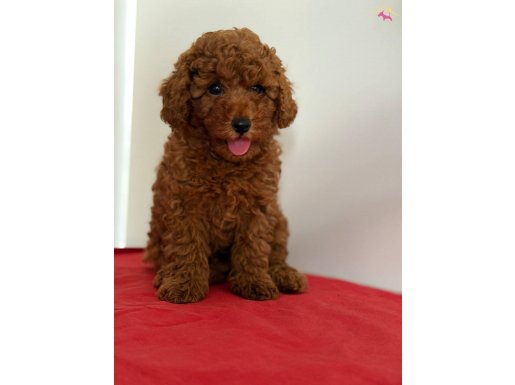 MİNİK POODLE TOY KIZLARIM