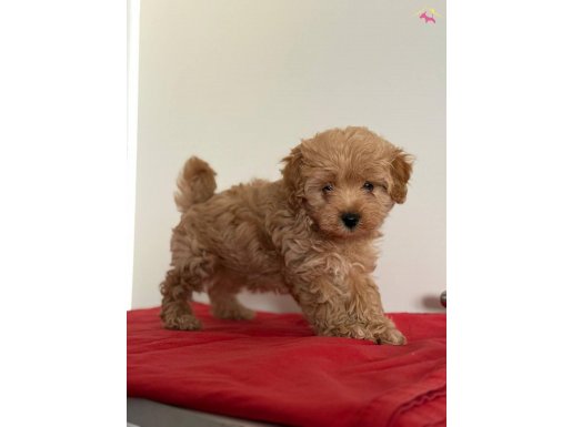 MİNİCİK MALTİPOO KIZLARIM