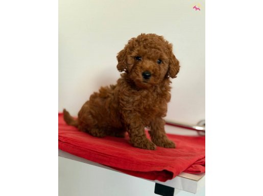 OYUNCU POODLE PRENSESLER
