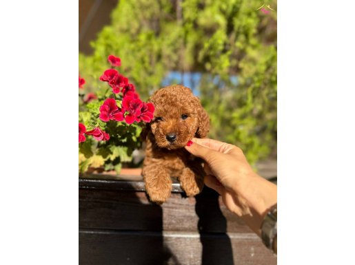 SAFKAN GÜZELLİK DİŞİ POODLE YAVRULAR