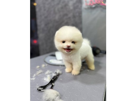 PAMUK GİBİ POMERANIAN YAVRULAR