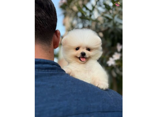 PELUŞ ERKEK BOO YAVRULAR
