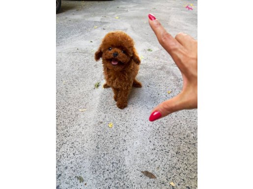 KORE ORİJİNAL 1,5 KG GARANTİLİ POODLE