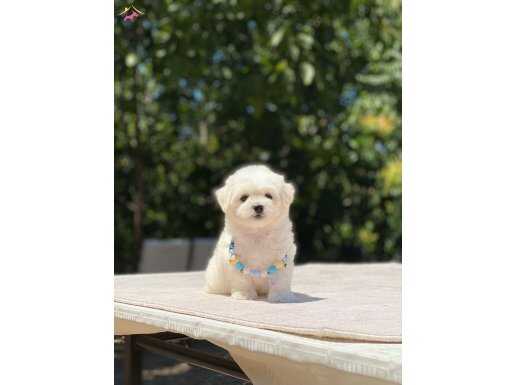 KUCAK DELİSİ MALTESE BEBEKLER