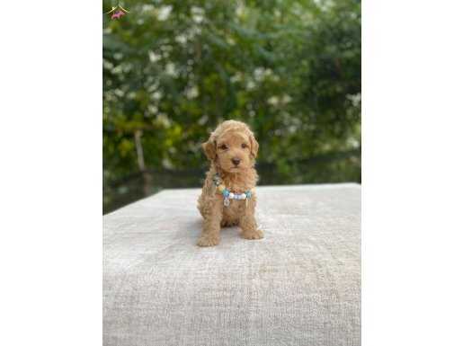 AİLEYE UYUMLU SEVİMLİ MALTİPOO