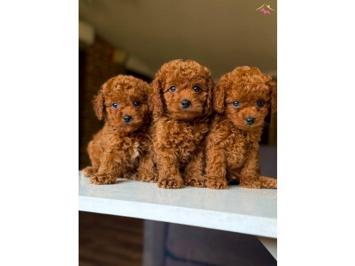 ToyPoodleTurkiye de tek yavrular 