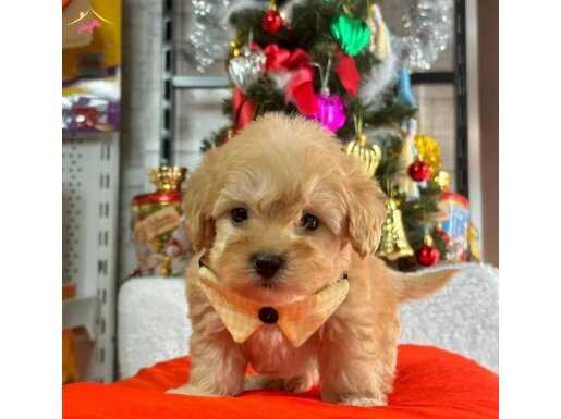 Dünya Tatlısı F2 Maltipoo Yavrular Veterinerden Sizlerle