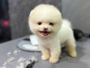 PAMUK GİBİ POMERANIAN YAVRULAR