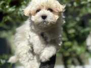ANTİALERJİK MALTİPOO YAVRULAR
