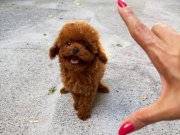 KORE ORİJİNAL 1,5 KG GARANTİLİ POODLE
