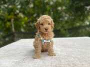 AİLEYE UYUMLU SEVİMLİ MALTİPOO