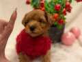 MİNNAK MALTİPOO BEBEKLERİM