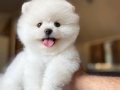 AYI SURAT A KALİTE BOO YAVRUM