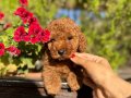 SAFKAN GÜZELLİK DİŞİ POODLE YAVRULAR