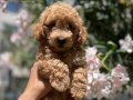 APRİCOT POODLE YAVRULAR 